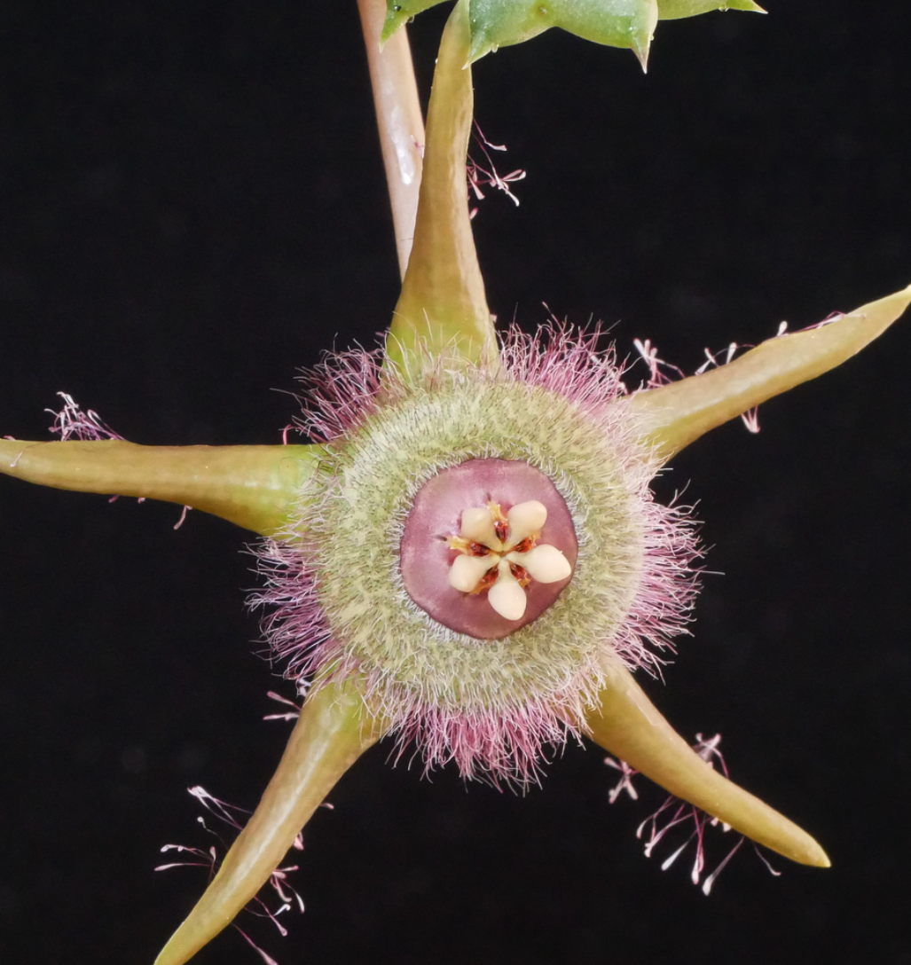 Duvalia corderoyi Pink form 6 Pieces Seeds