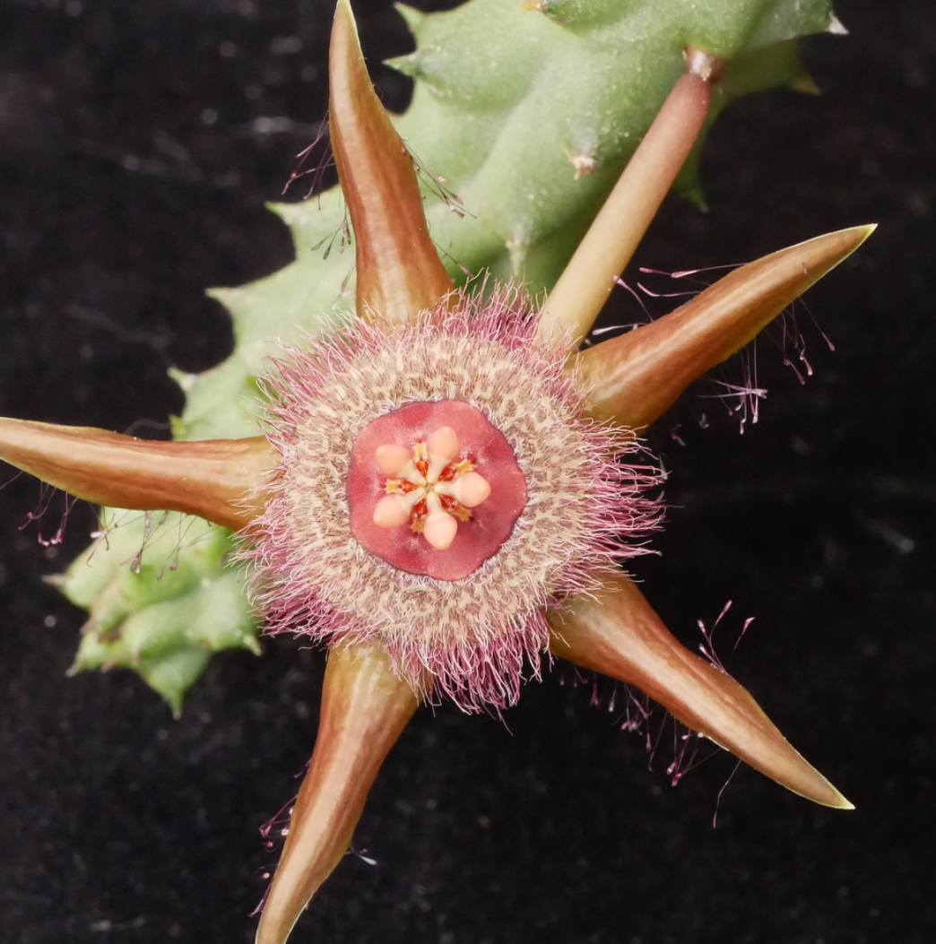 Duvalia corderoyi Pink form 6 Pieces Seeds