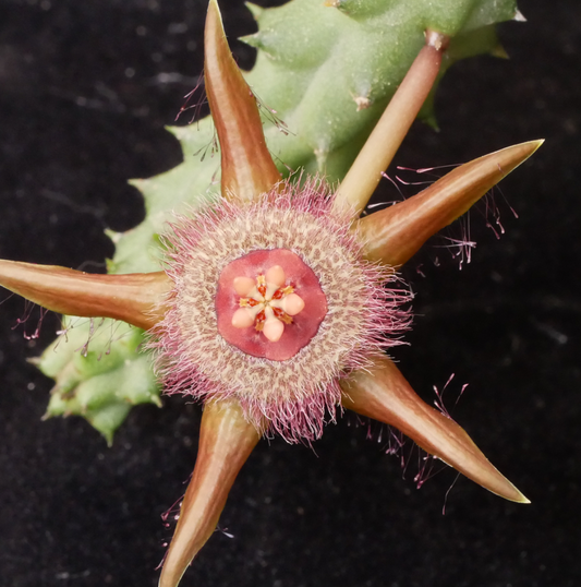 Duvalia corderoyi Pink form 6 Pieces Seeds