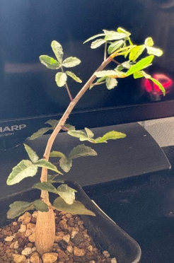 Commiphora humbertii PLANT