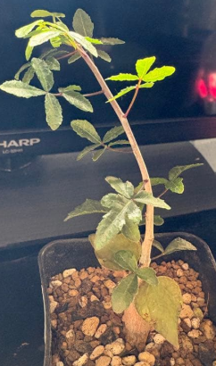 Commiphora humbertii PLANT