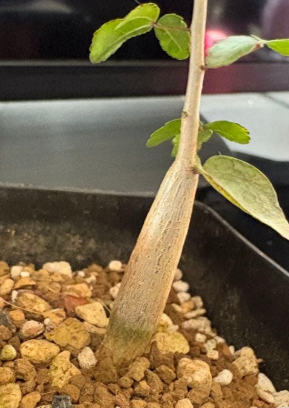 Commiphora humbertii PLANT