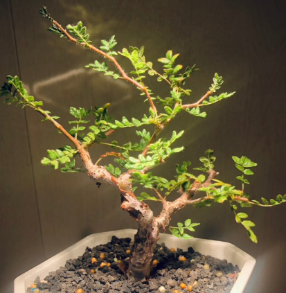 Commiphora monstruosa PLANT