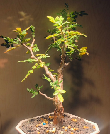 Commiphora monstruosa PLANT