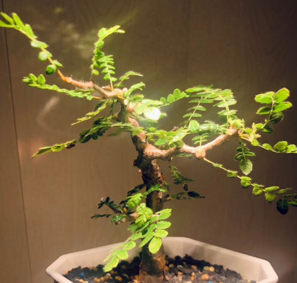 Commiphora monstruosa PLANT
