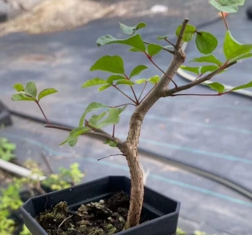 Commiphora orbicularis PLANT