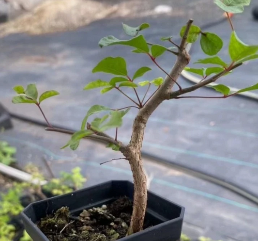 Commiphora orbicularis PLANT