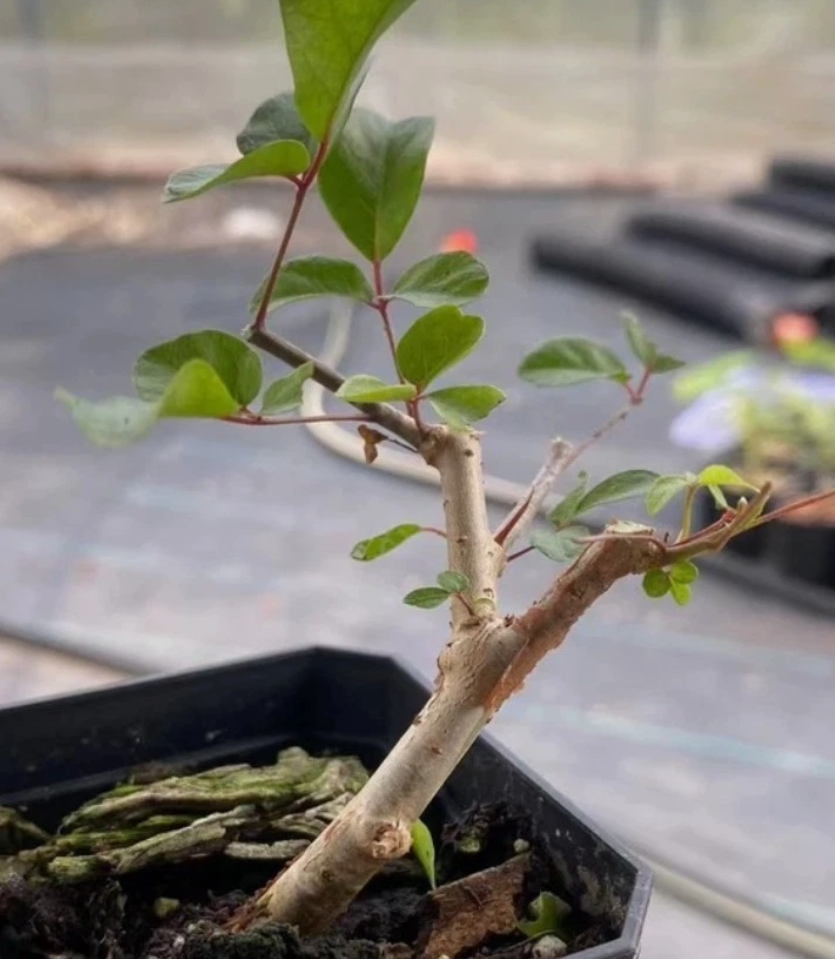 Commiphora orbicularis PLANT