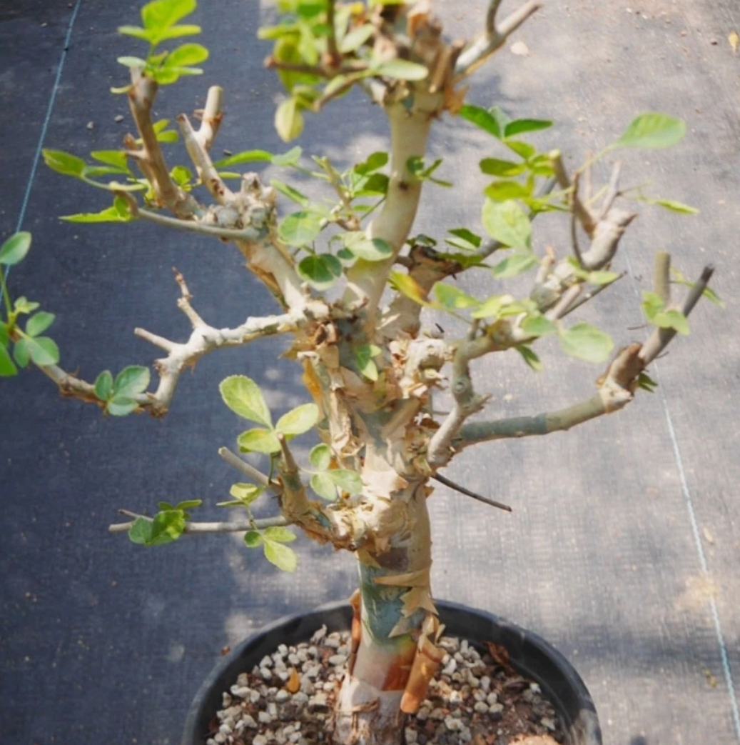 Commiphora pseudopaolii PLANT