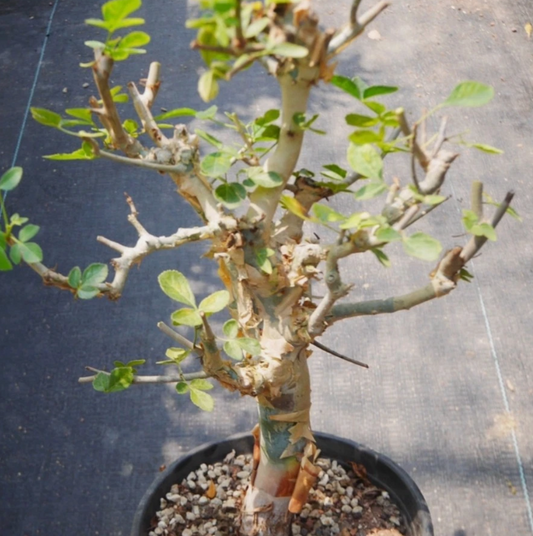 Commiphora pseudopaolii PLANT