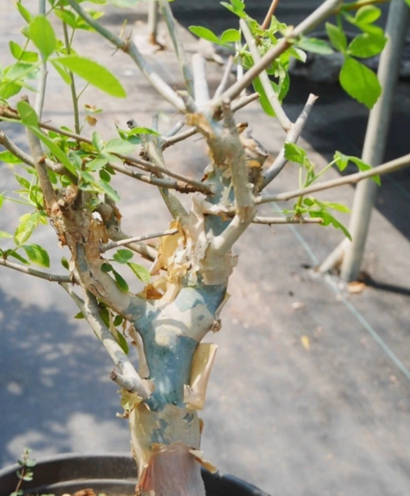 Commiphora pseudopaolii PLANT