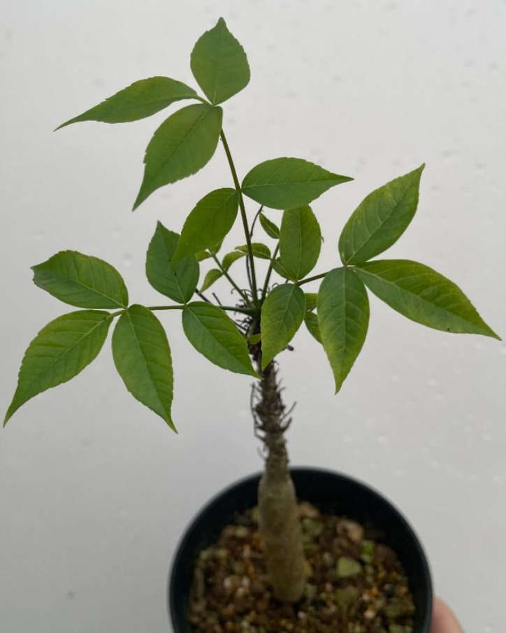 Commiphora unilobata PLANT