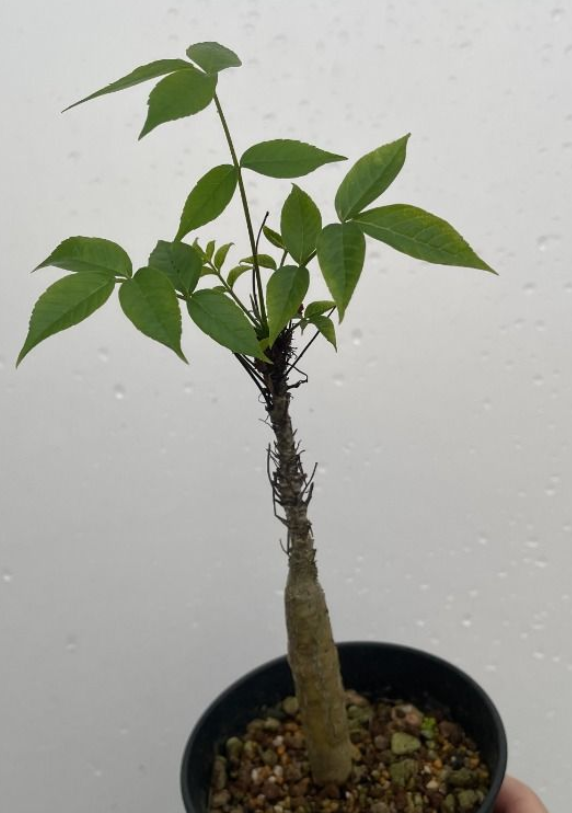 Commiphora unilobata PLANT