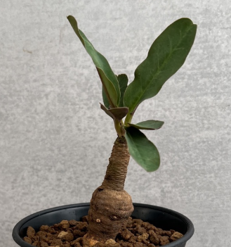 Euphorbia brunellii PLANT