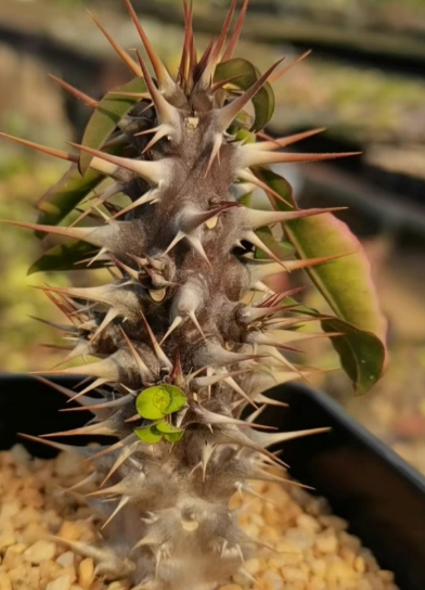 Euphorbia croizatii 8 Pieces Seeds