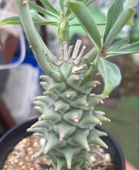 Euphorbia longituberculosa PLANT