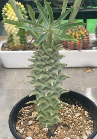 Euphorbia longituberculosa PLANT