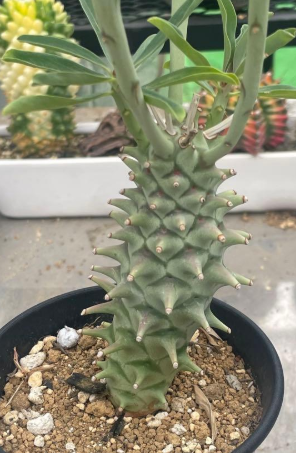 Euphorbia longituberculosa PLANT