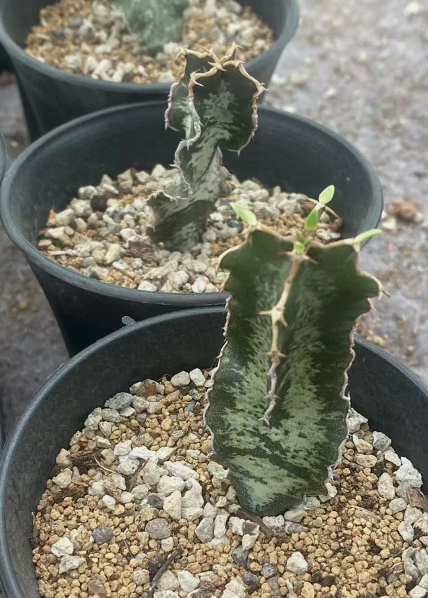 Euphorbia robecchii PLANT