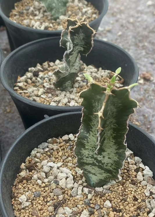 Euphorbia robecchii PLANT