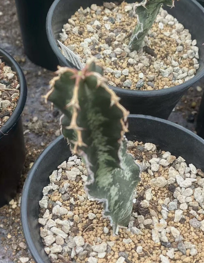 Euphorbia robecchii PLANT