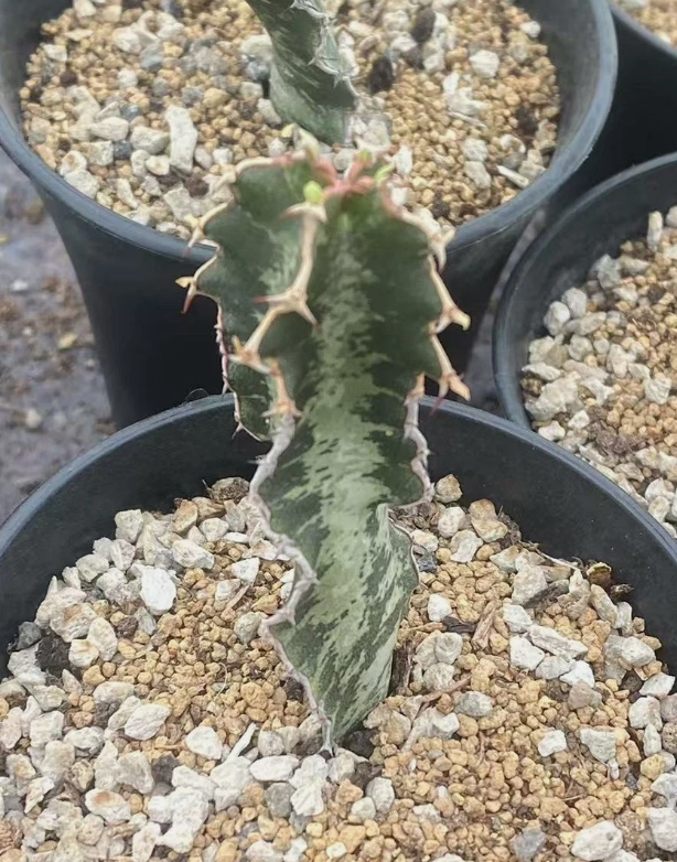 Euphorbia robecchii PLANT