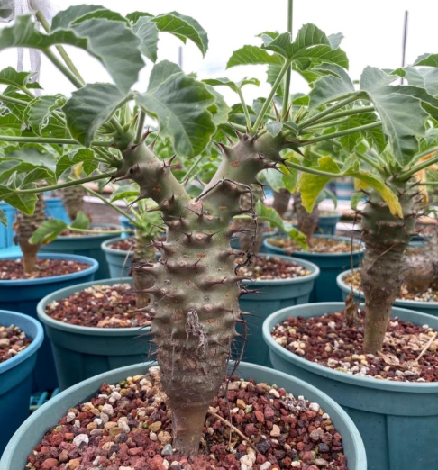 Jatropha fissispina PLANT