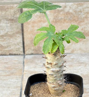Jatropha fissispina PLANT