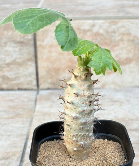 Jatropha fissispina PLANT