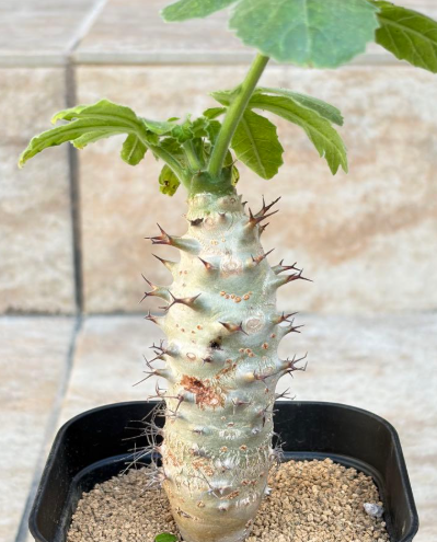 Jatropha fissispina PLANT