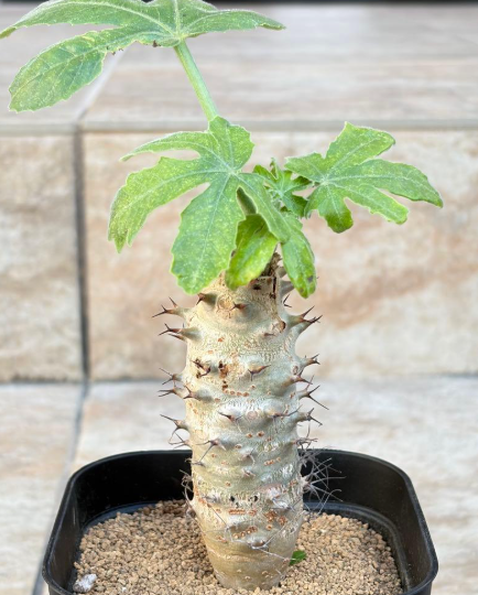 Jatropha fissispina PLANT
