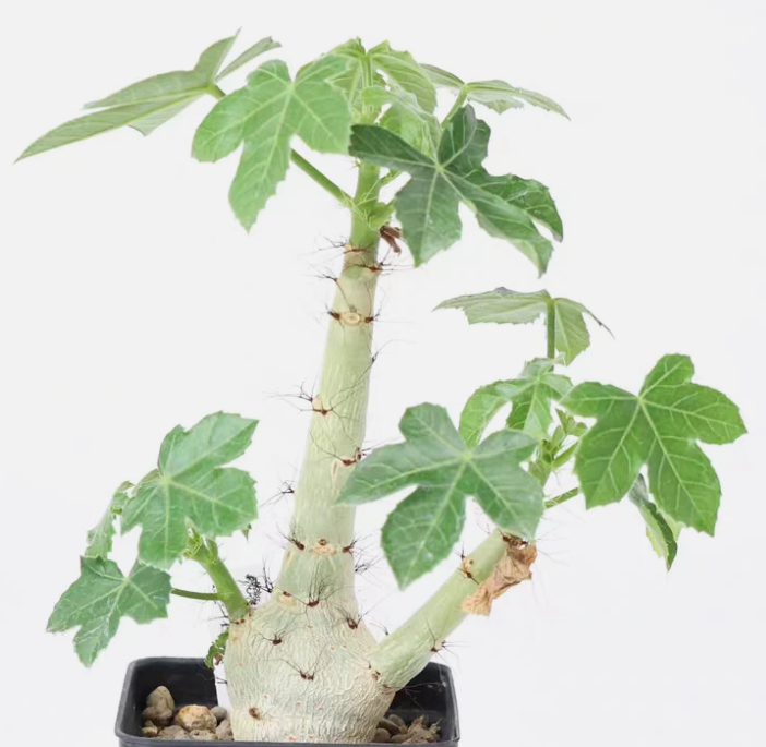 Jatropha spicata PLANT
