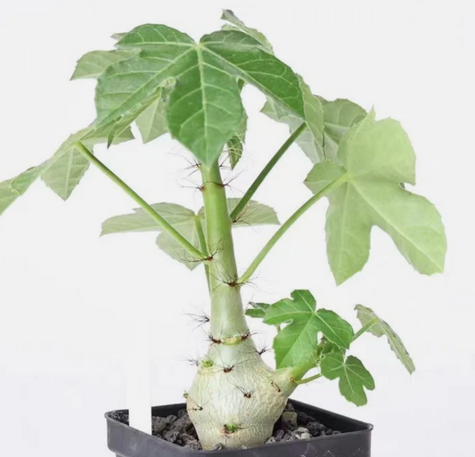Jatropha spicata PLANT