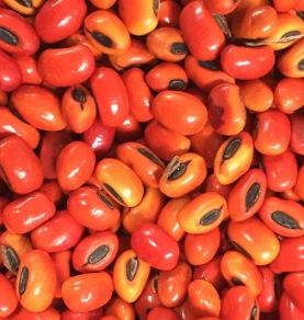 Erythrina melanacantha 6 Pieces Seeds