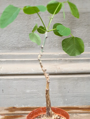 Erythrina melanacantha 6 Pieces Seeds