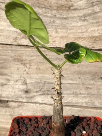 Erythrina melanacantha 6 Pieces Seeds