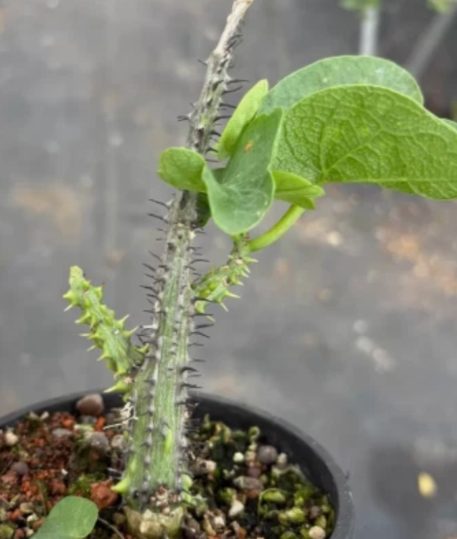 Adenia aculeata PLANT