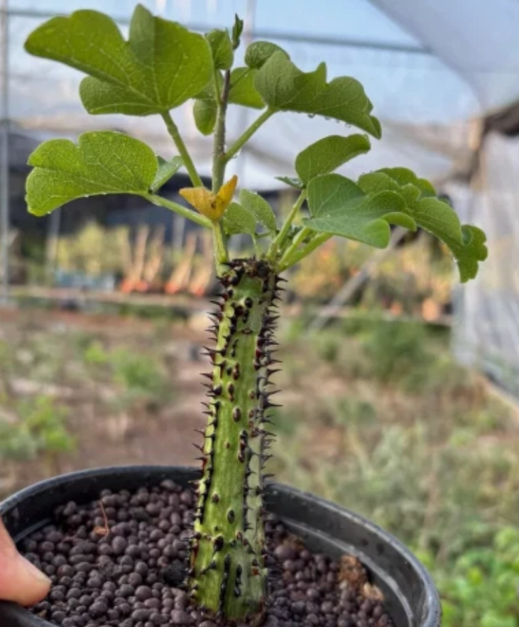 Adenia aculeata PLANT