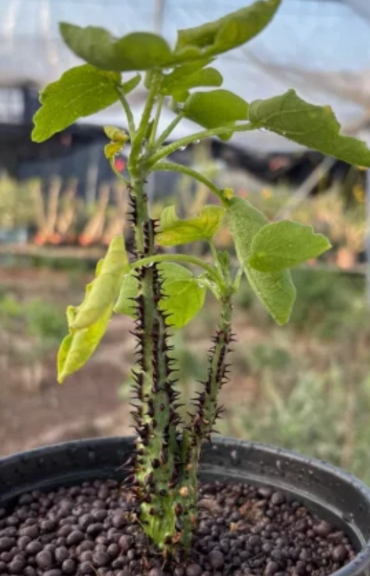 Adenia aculeata PLANT