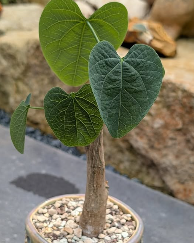 Adenia Lapiazicola 3 Pieces Seeds