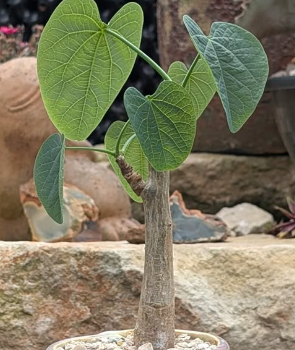 Adenia Lapiazicola 3 Pieces Seeds