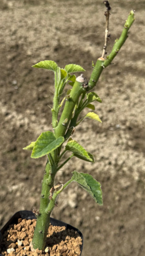 Adenia keramanthus PLANT