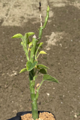 Adenia keramanthus PLANT
