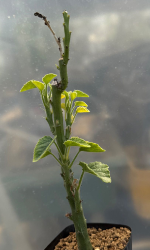 Adenia keramanthus PLANT