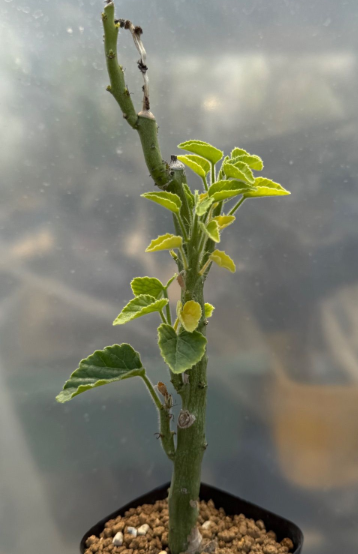 Adenia keramanthus PLANT