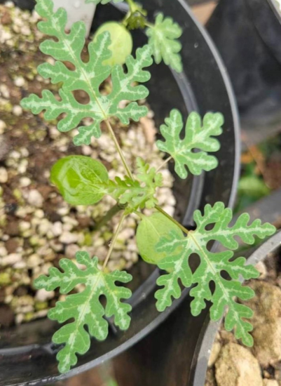 Adenia perrieri Snow Leaf PLANT
