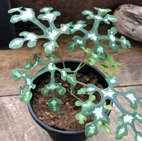 Adenia perrieri PLANT