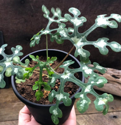 Adenia perrieri PLANT