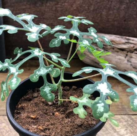 Adenia perrieri PLANT