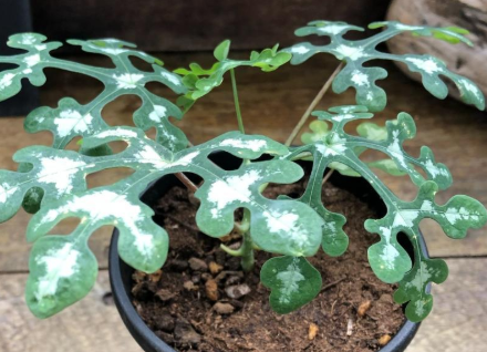 Adenia perrieri PLANT